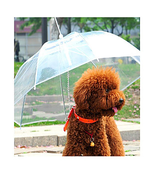 Прозрачен чадър за куче снимка