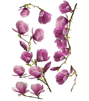 Декоративен стикер за стена Magnolias снимка