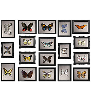 Декоративен стикер за стена Cadres papillons снимка