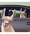 Стикер за прозорец на кола Lama in the car-0 снимка