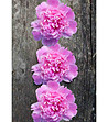 Постелка с принт Розови карамфили 52х75 см-2 снимка