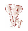 Декоративен стикер за стена Elephants-1 снимка