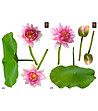 Декоративен стикер Розови лилии-1 снимка