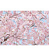 Фототапет от 8 части Pink Blossom-1 снимка
