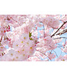 Фототапет от 8 части Pink Blossom-2 снимка