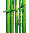 Фототапет от 4 части Bamboo forest-2 снимка