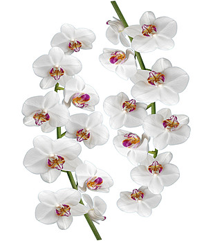 Декоративен стикер за стена Orchidée снимка