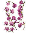 Декоративен стикер за стена Magnolias-0 снимка
