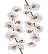Декоративен стикер за стена Orchidée-0 снимка