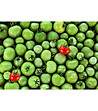 Постелка с принт Домати в зелено и червено-2 снимка