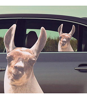 Стикер за прозорец на кола Lama in the car снимка