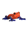 Малка фигурка на жаба Дърволаз-2 снимка