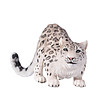 Малка фигурка Снежен леопард-1 снимка