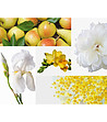 Бяла ароматна свещ Mimosa-Poire 280 гр-3 снимка