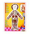 Дървен пъзел Човешко тяло английски език-2 снимка
