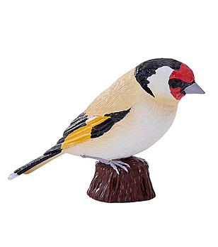 Европейска златна чинка снимка