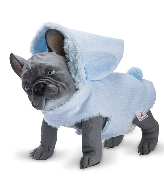 Бебе сив френски булдог Ноно, със синьо палто снимка