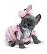 Бебе сив френски булдог Лили, с розов кариран гащеризон и панделка-0 снимка